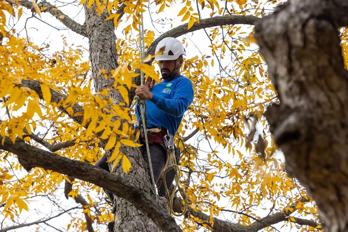 Skilled Tree Planing crew working in Union City